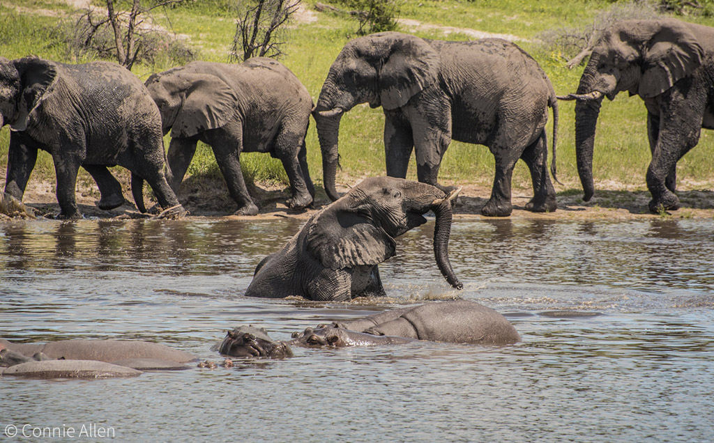 Elephants