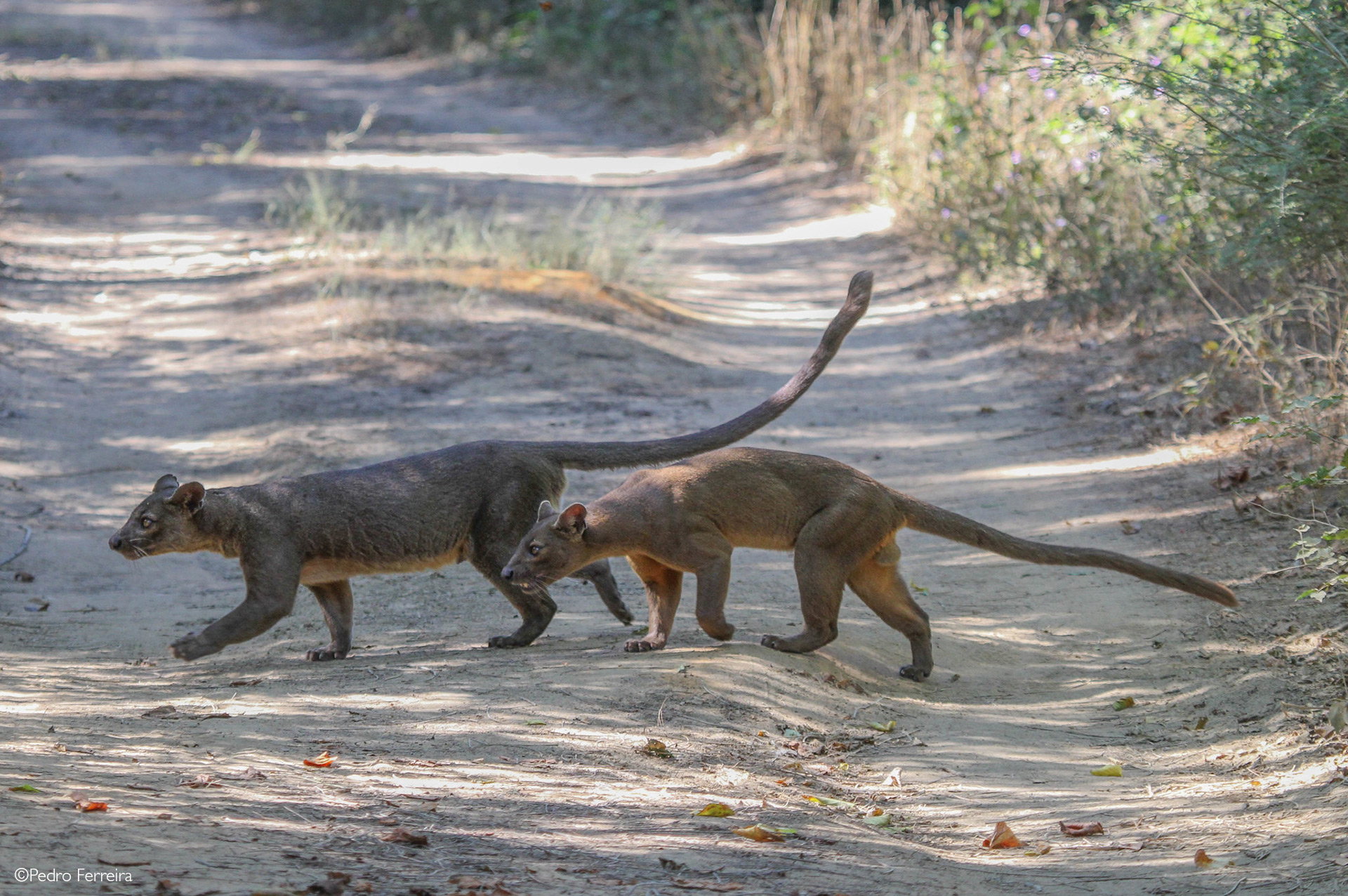 fossa tail