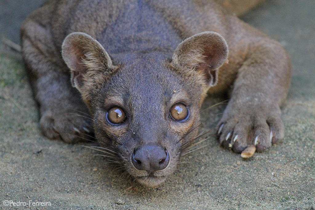 Fossa Habitat