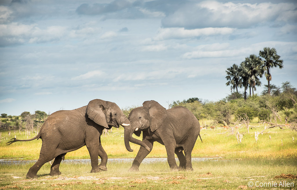 The importance of adult male elephants - Africa Geographic