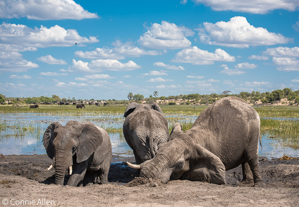 The importance of adult male elephants - Africa Geographic