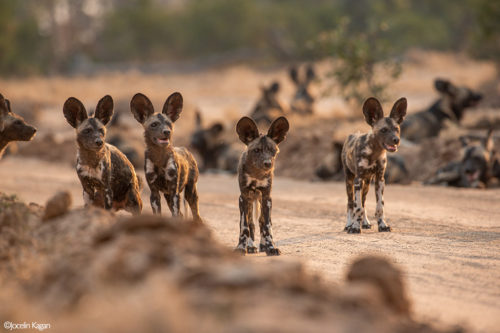 Africa's Wild Dogs - A Survival Story - Africa Geographic