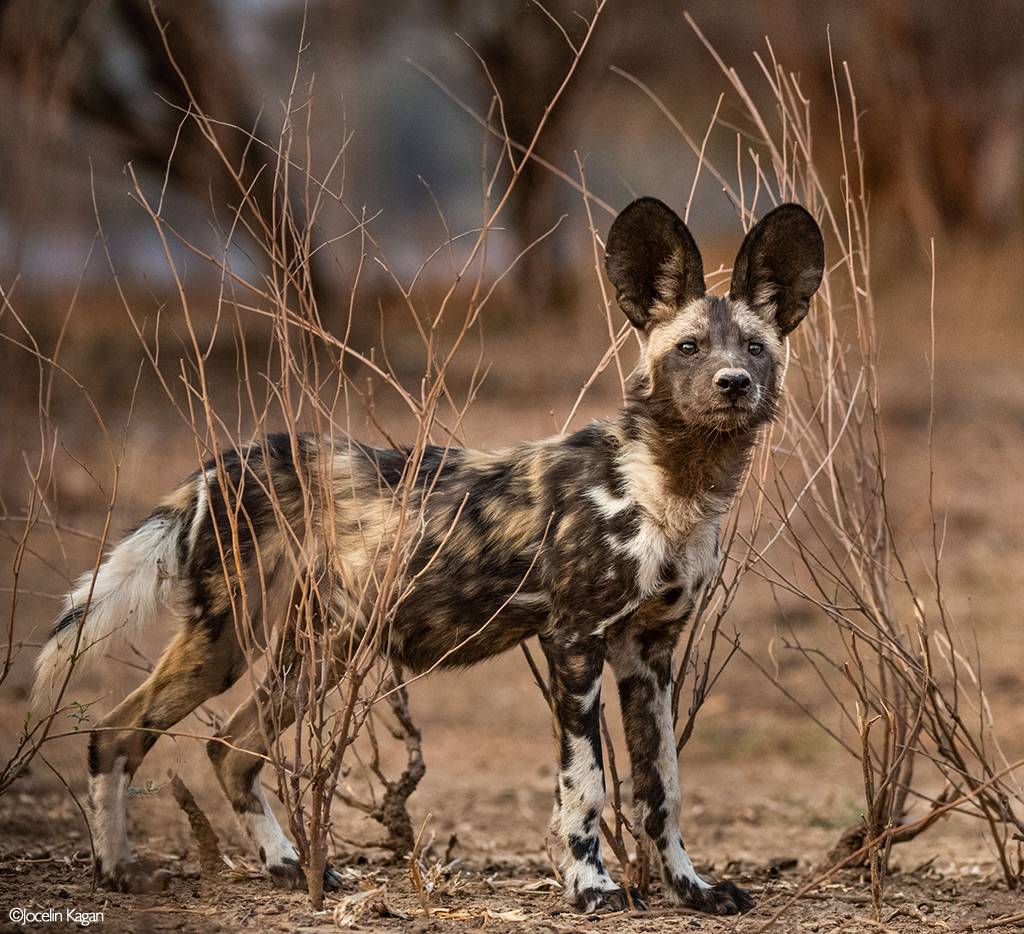 Africa's Wild Dogs - A Survival Story