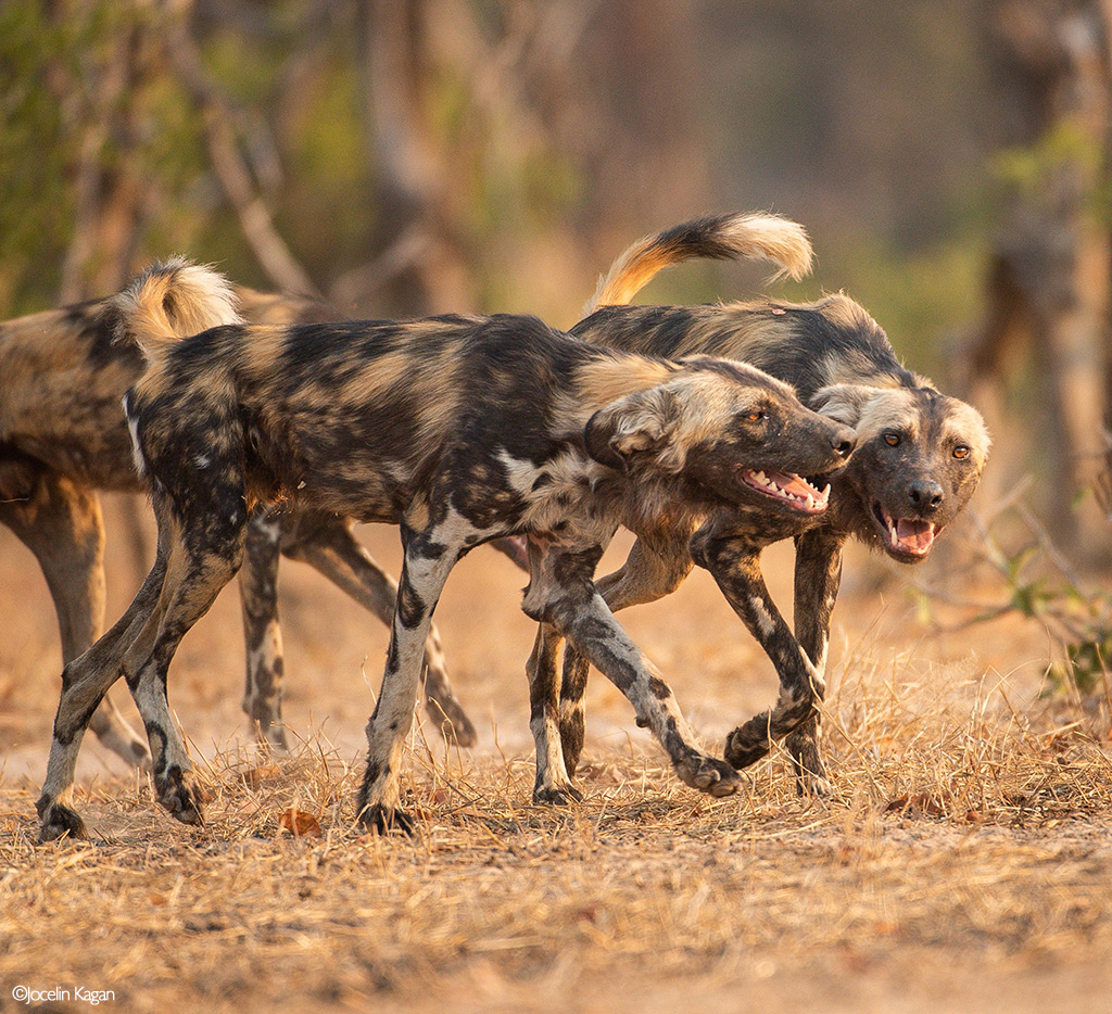 Africa's Wild Dogs - A Survival Story