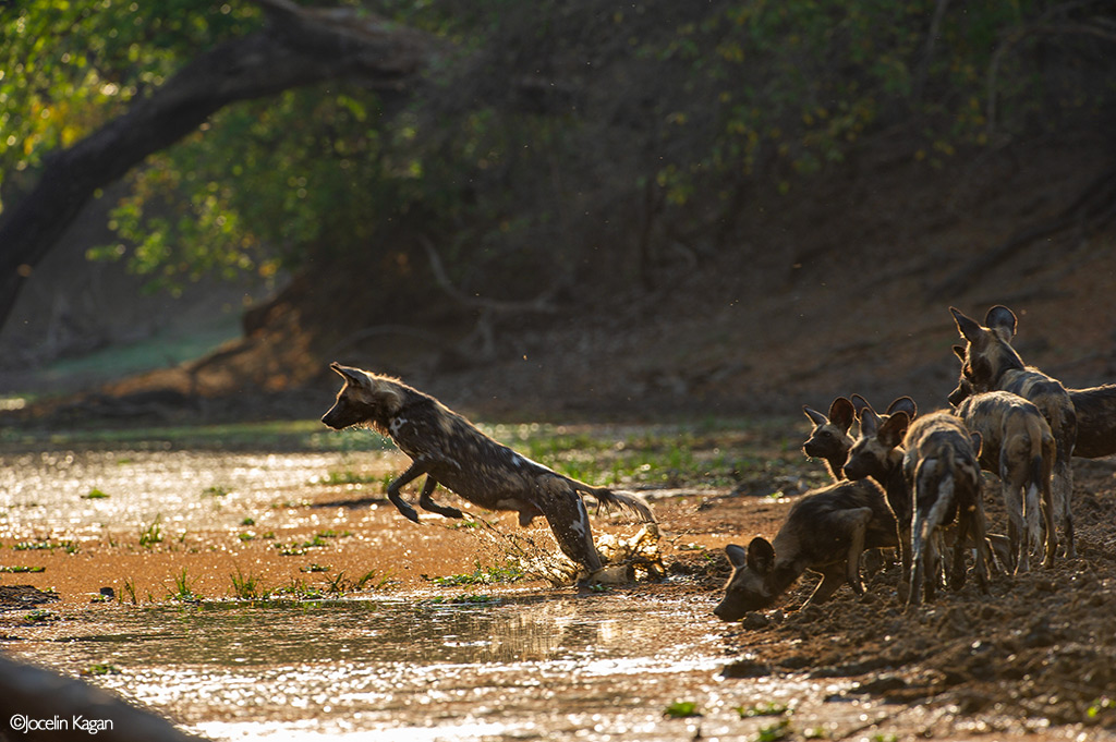 Africa's Wild Dogs - A Survival Story