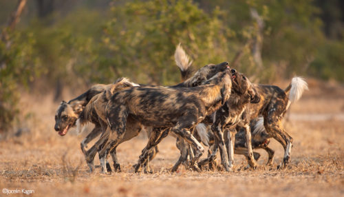 Africa's Wild Dogs - A Survival Story - Africa Geographic