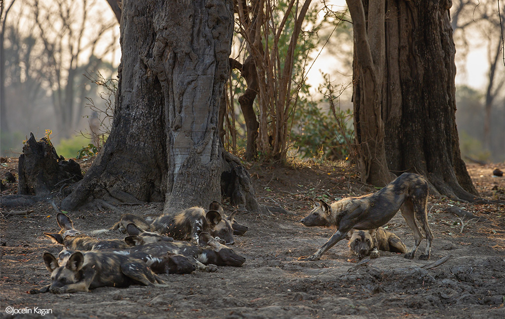 Africa's Wild Dogs - A Survival Story