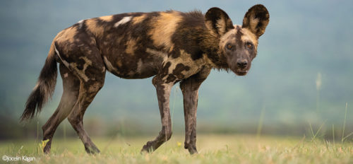 Africa's Wild Dogs - A Survival Story - Africa Geographic