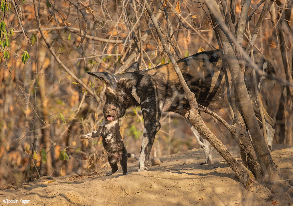 Africa's Wild Dogs - A Survival Story