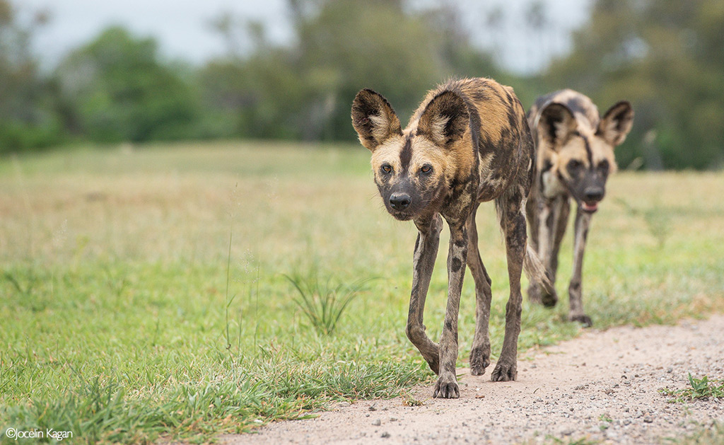 Africa's Wild Dogs - A Survival Story