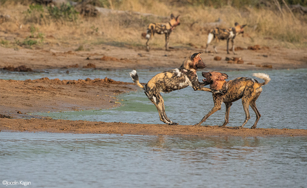 Africa's Wild Dogs - A Survival Story - Africa Geographic