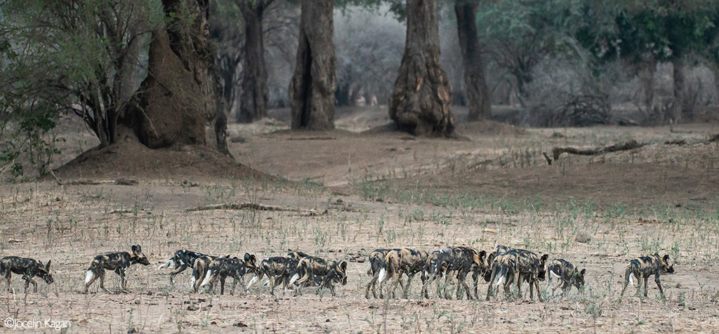 Africa's Wild Dogs - A Survival Story - Africa Geographic