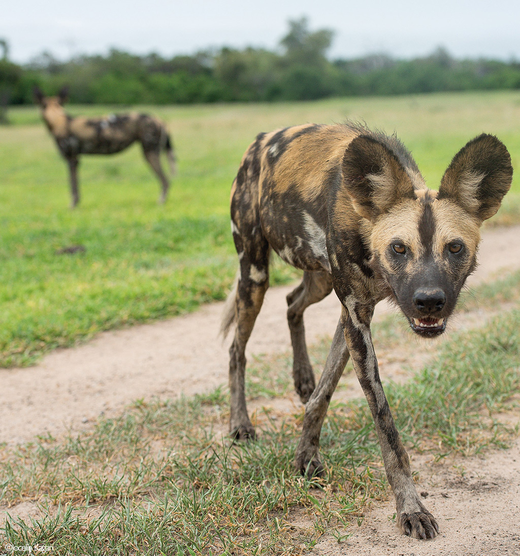 Africa's Wild Dogs - A Survival Story