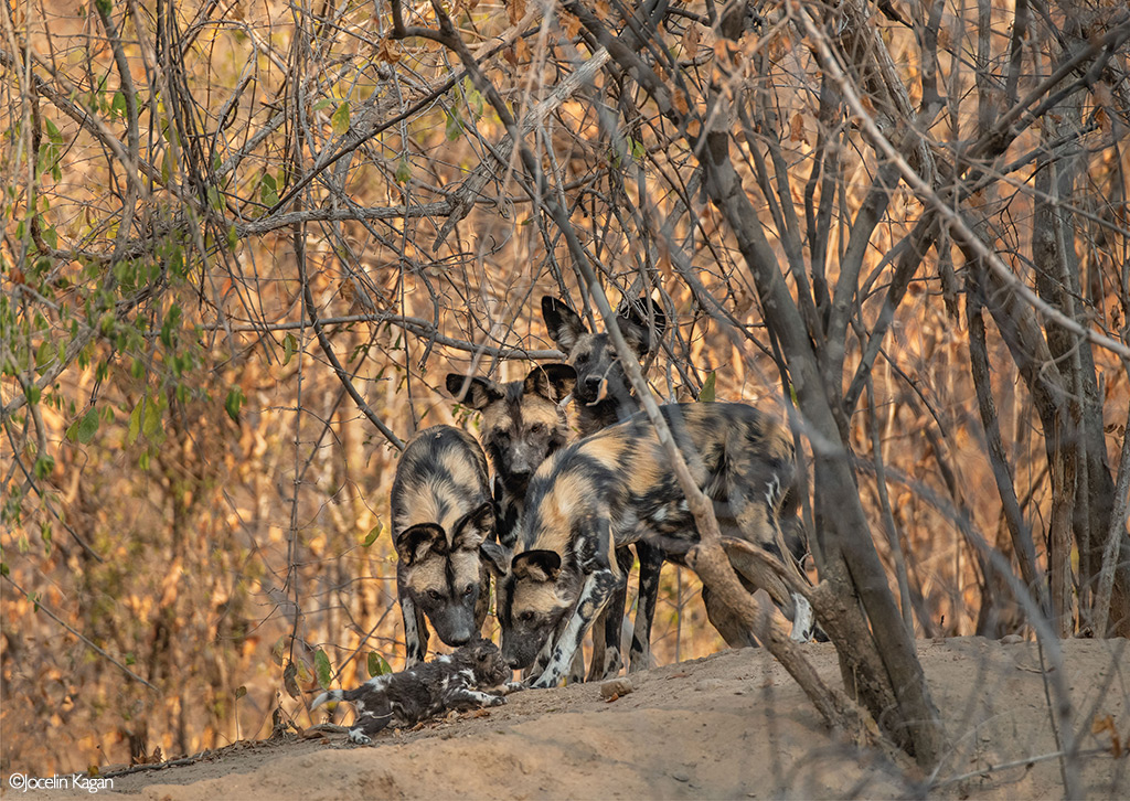 Africa's Wild Dogs - A Survival Story