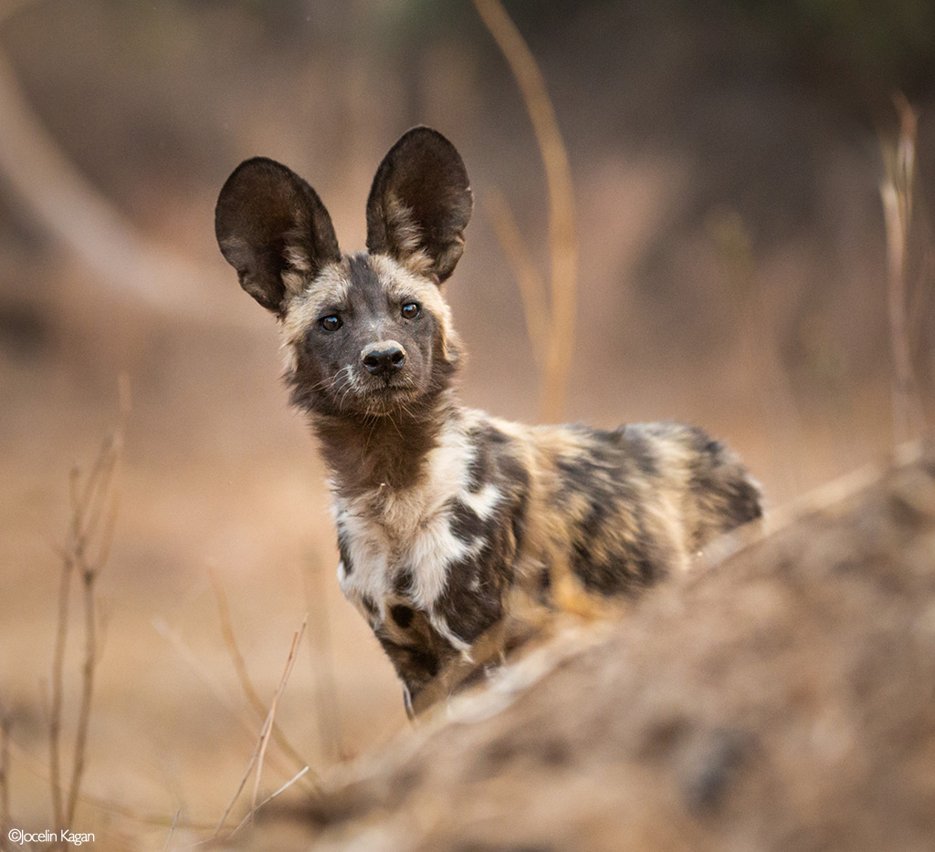 Africa's Wild Dogs - A Survival Story