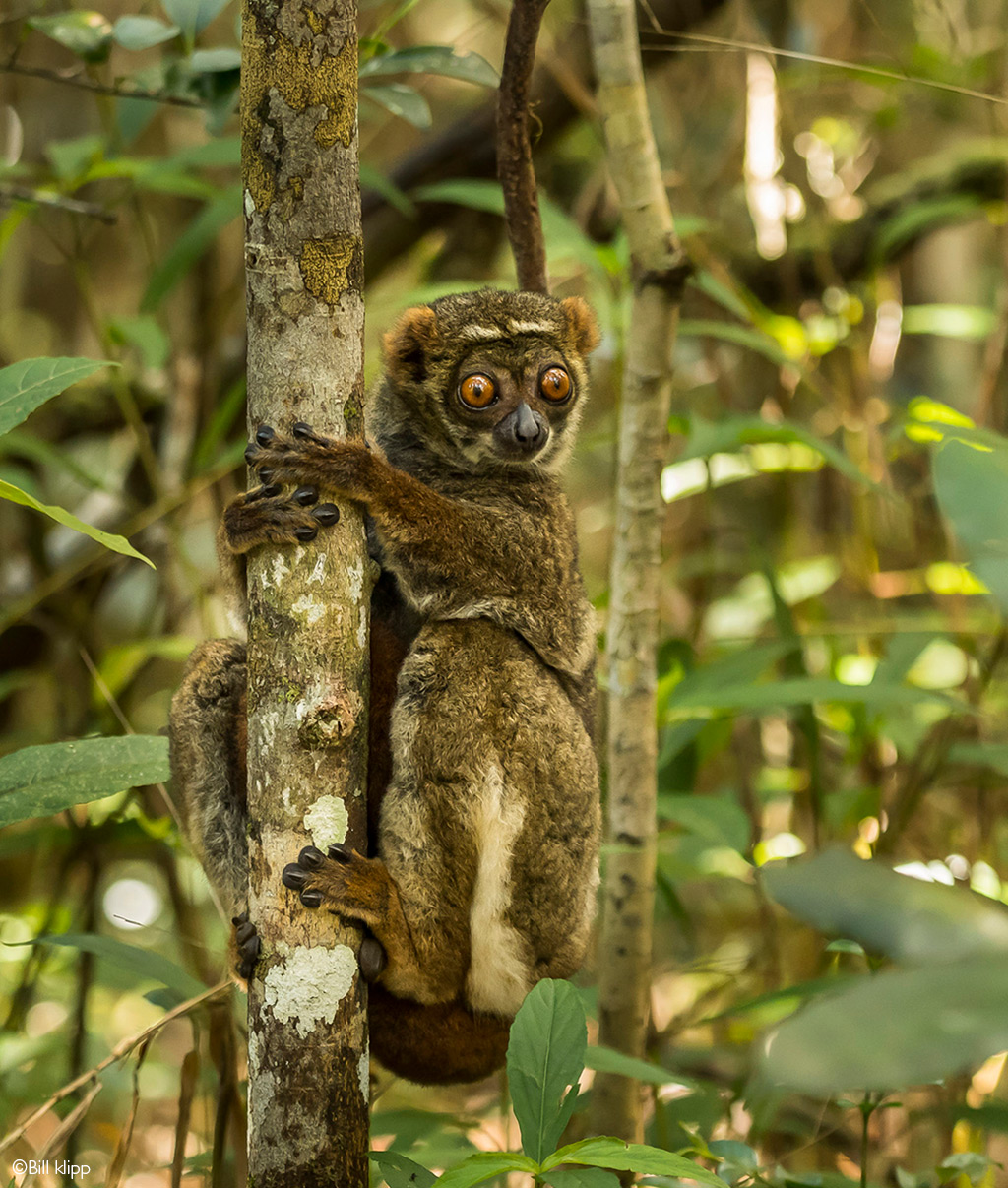 lemurs