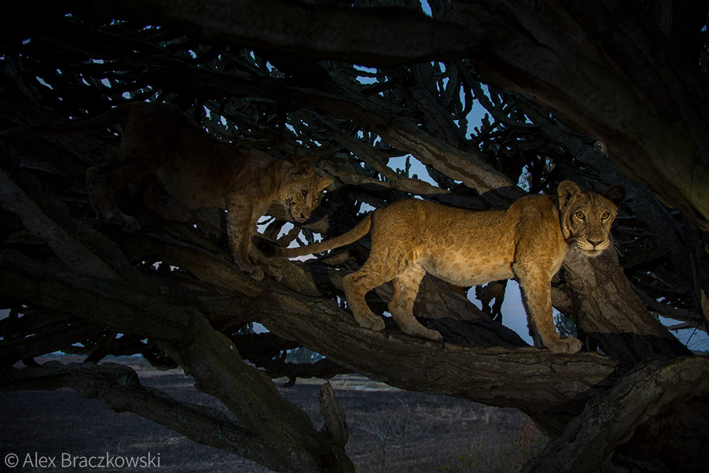 Counting lions