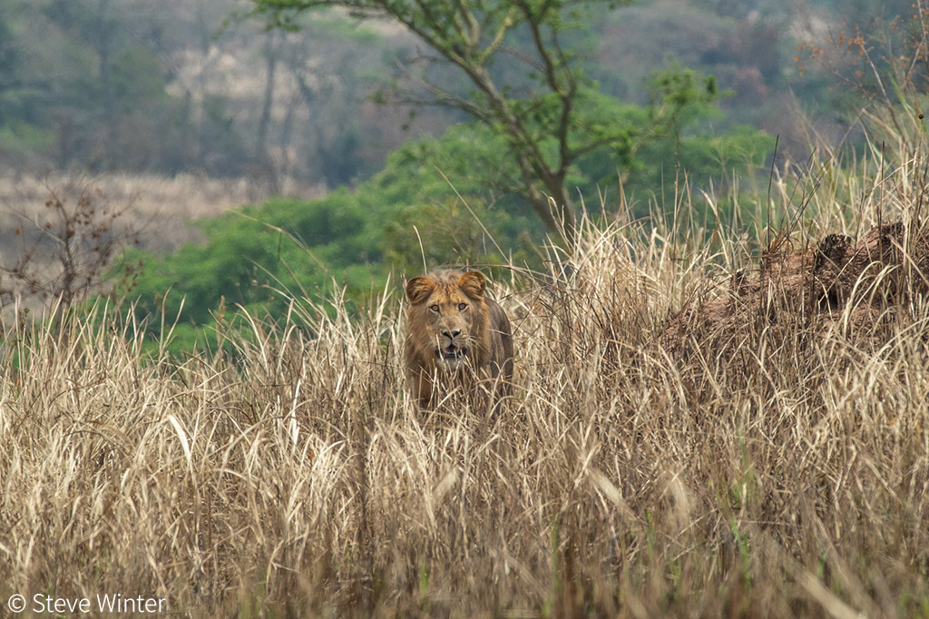 Counting lions