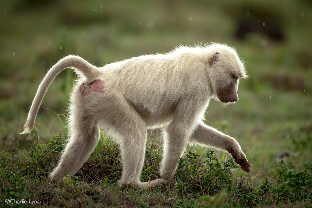 Baboon