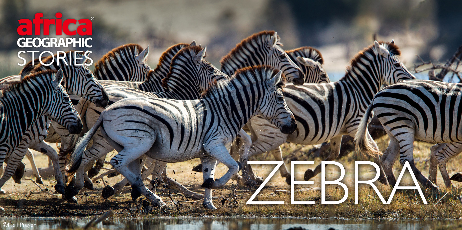 zebras in africa map