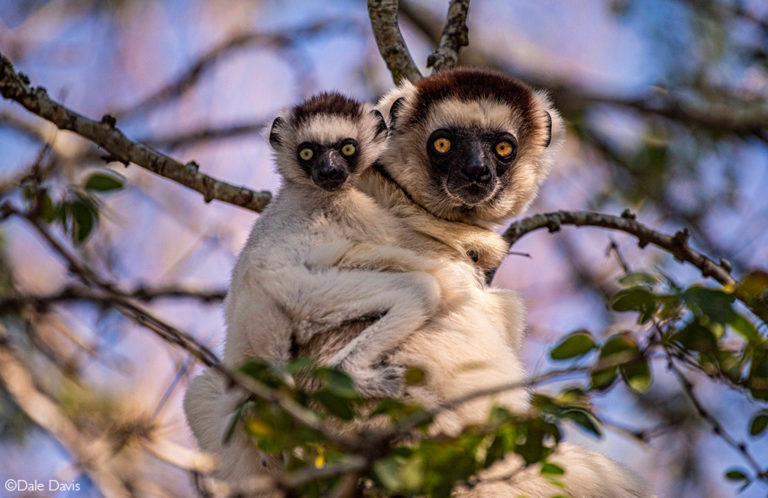 Lemurs Of Madagascar Africa Geographic 