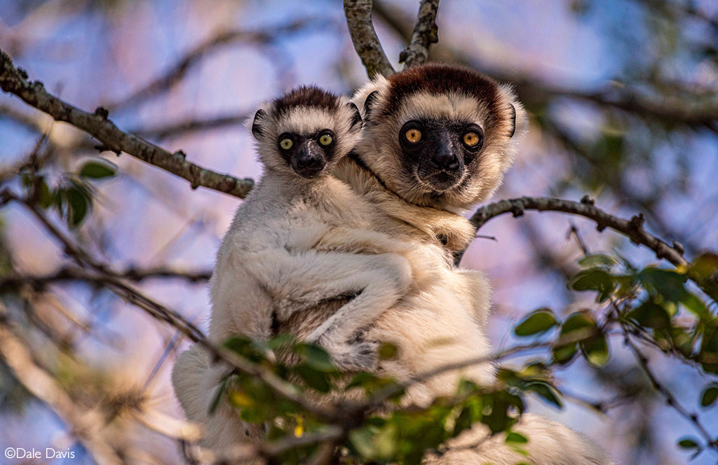 lemurs