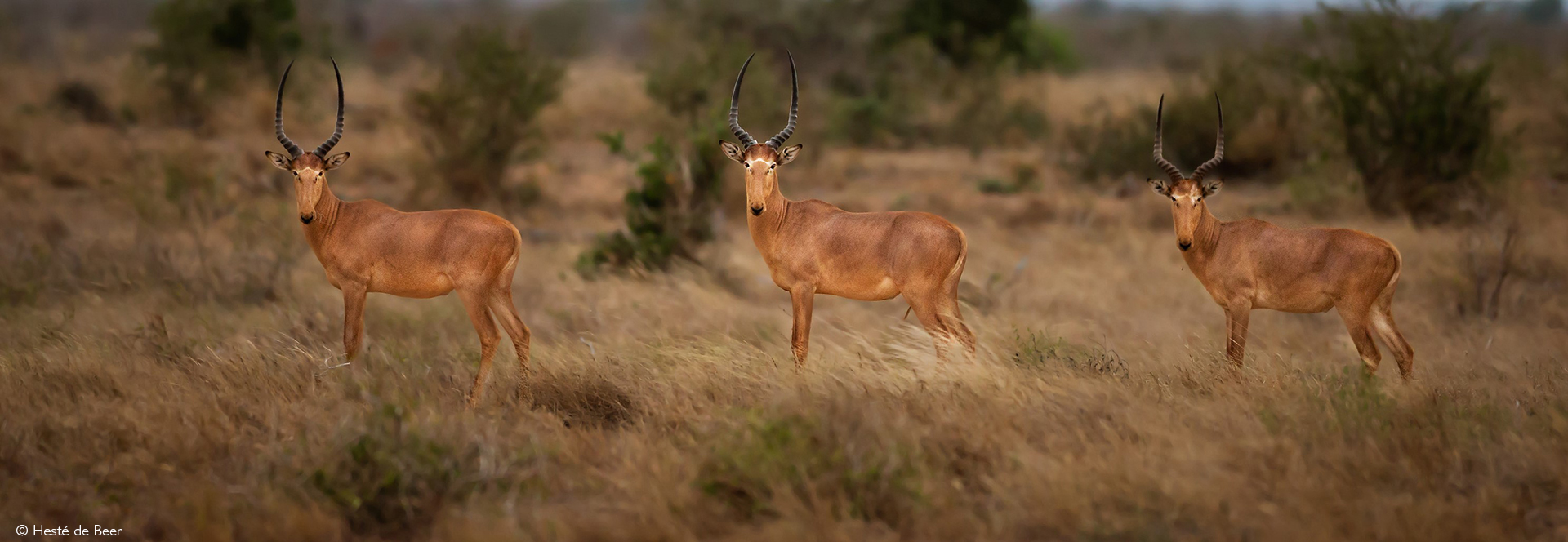 Hirola in Tsavo
