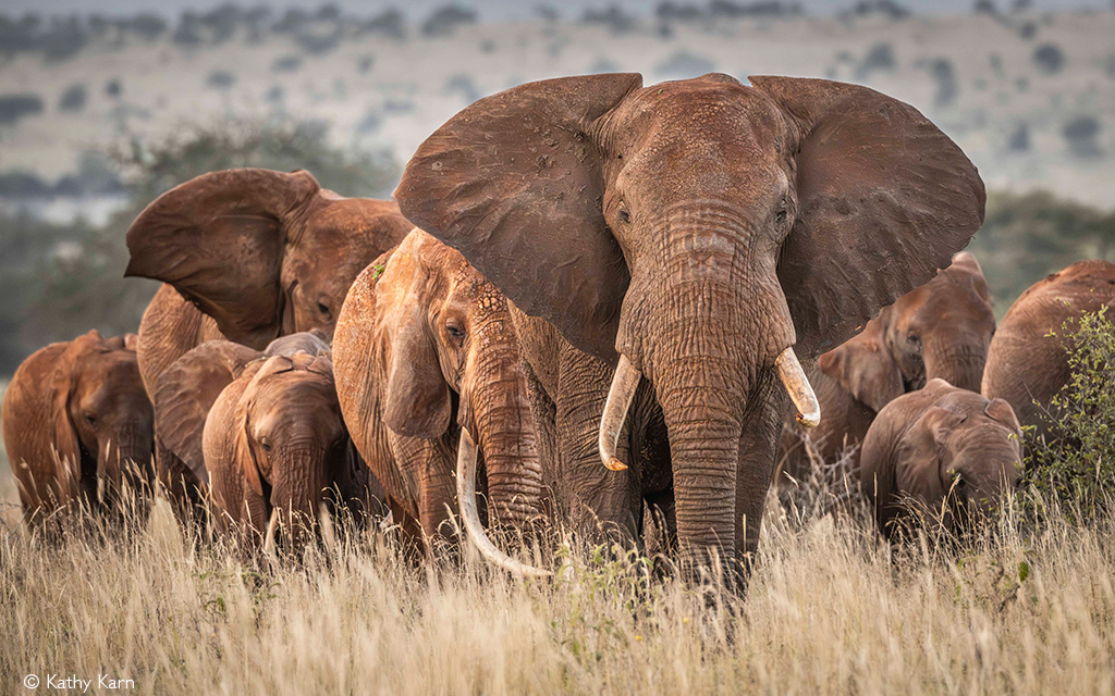Tsavo
