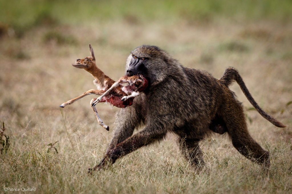 Chacma Baboon - Africa Geographic