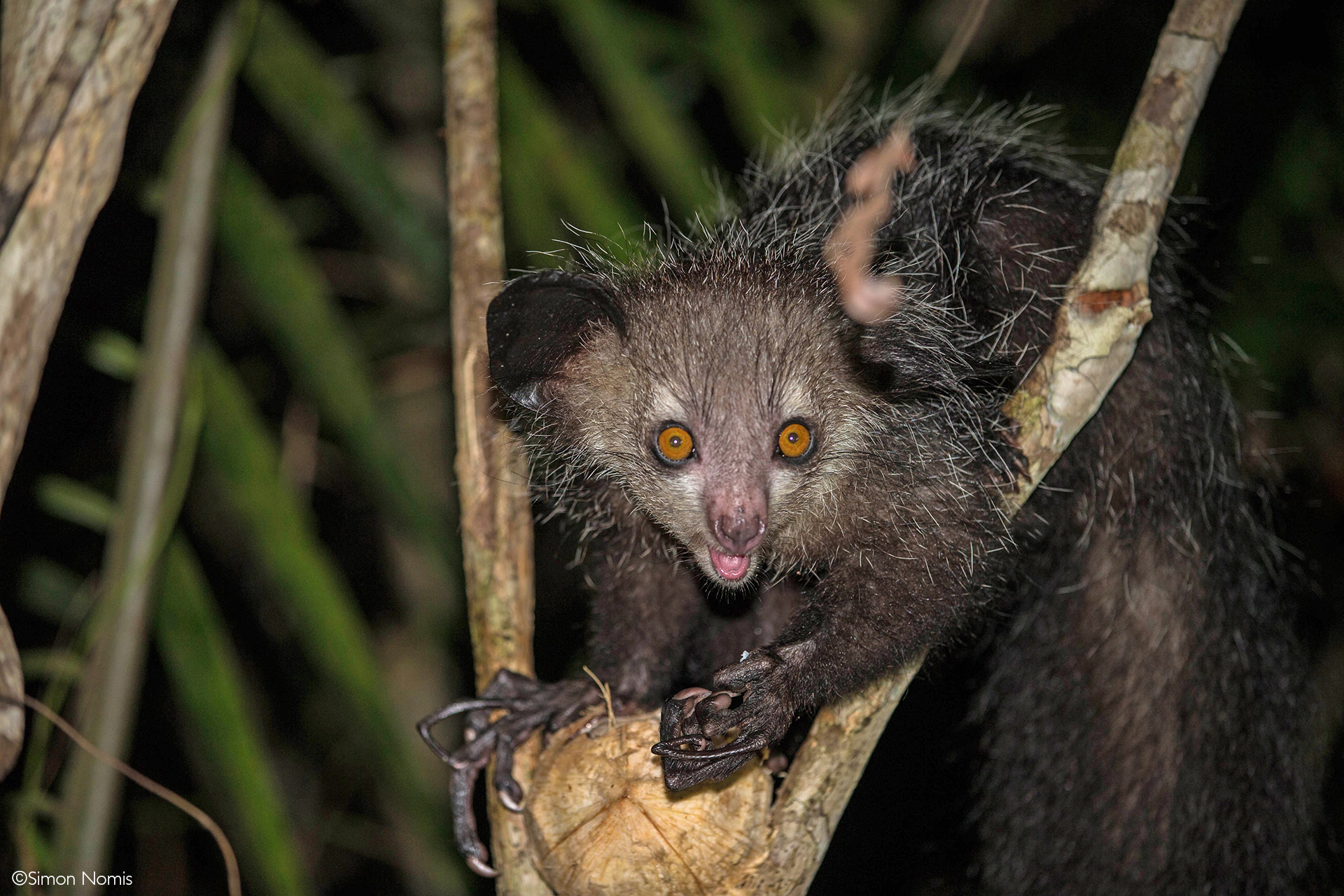 lemurs