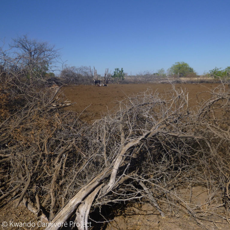 Traditional kraal - Africa Geographic