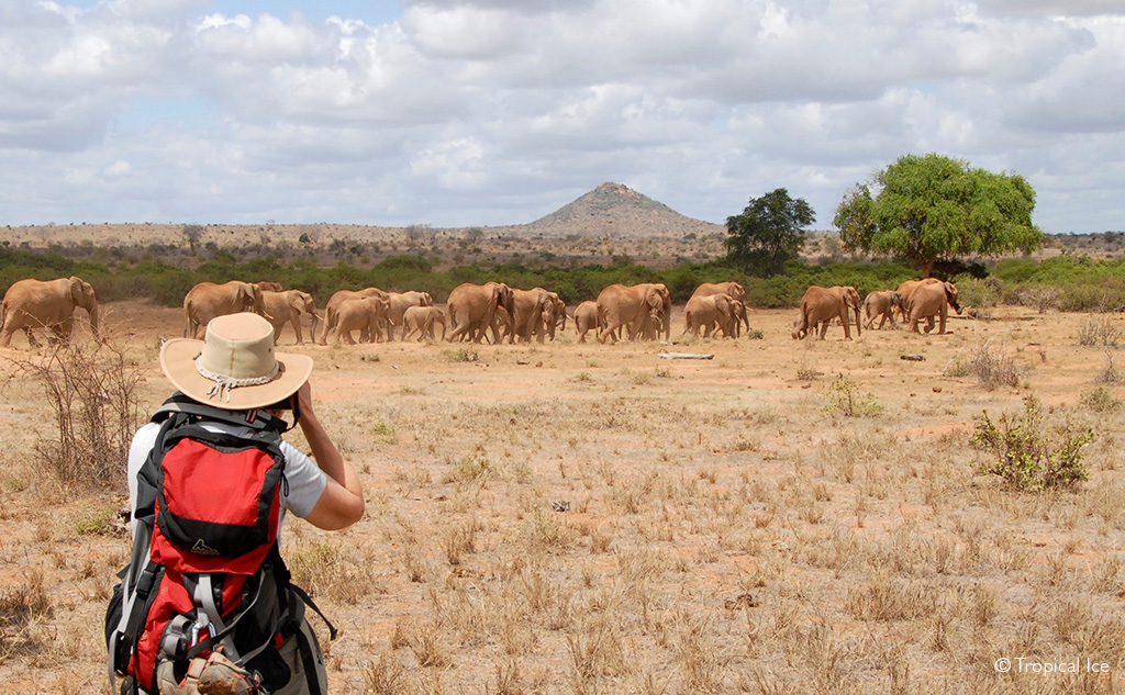 Walking safari in Tsavo