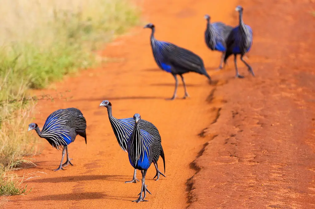 Vulturine guinea fowl