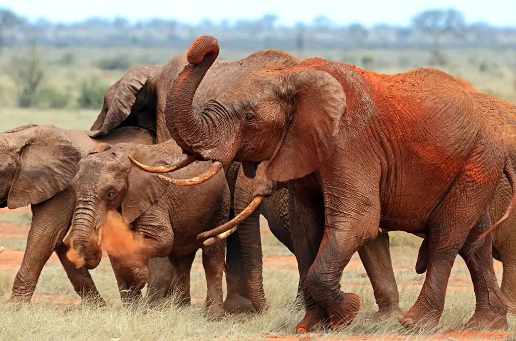 Tsavo East Tsavo West National Park