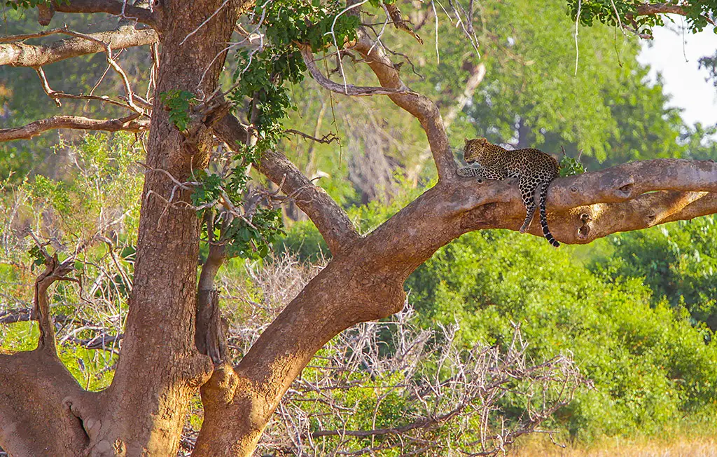 leopard in tree Kenya