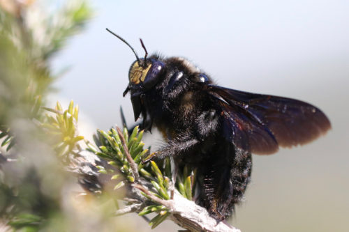 Bee wise - Africa Geographic