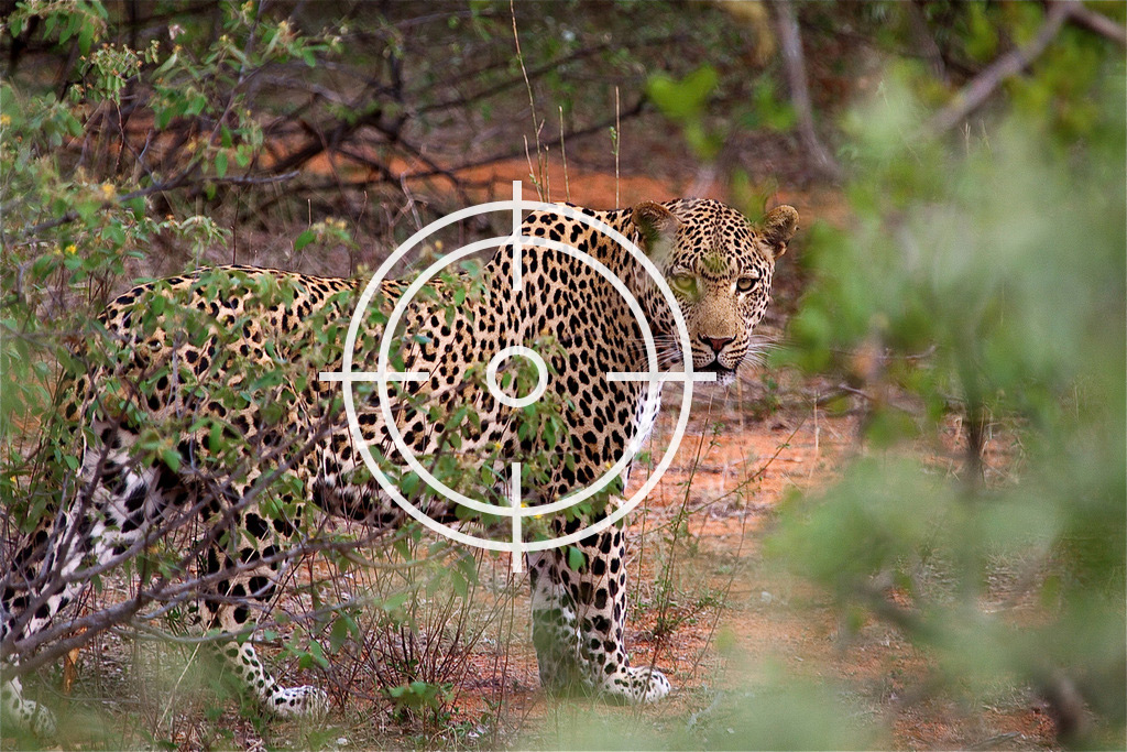 Leopard trophy hunting 