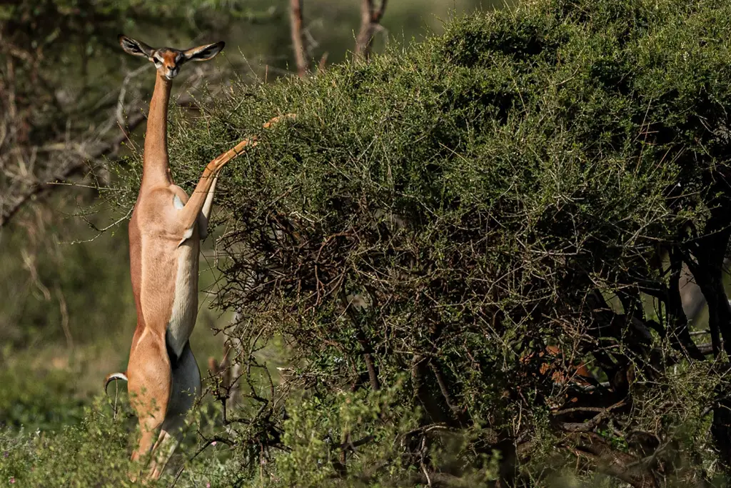 gerenuk