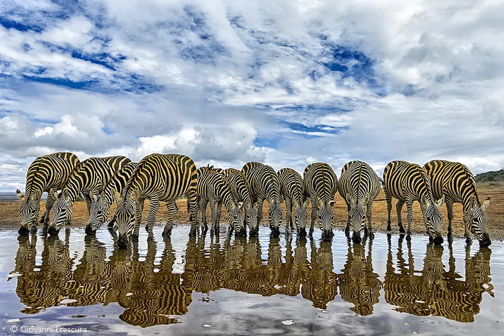 Zebra drinking in Kenya