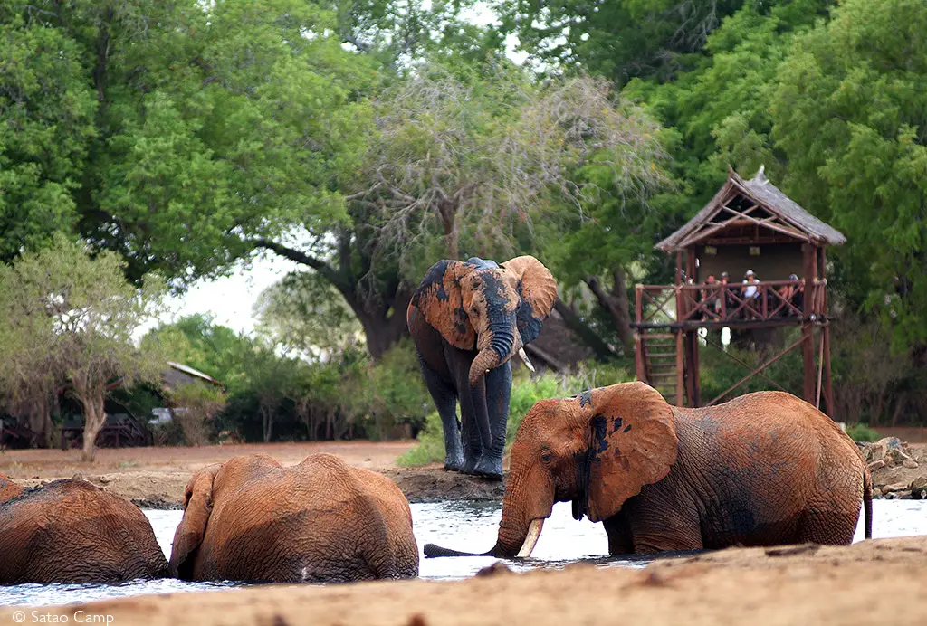 Satao Camp