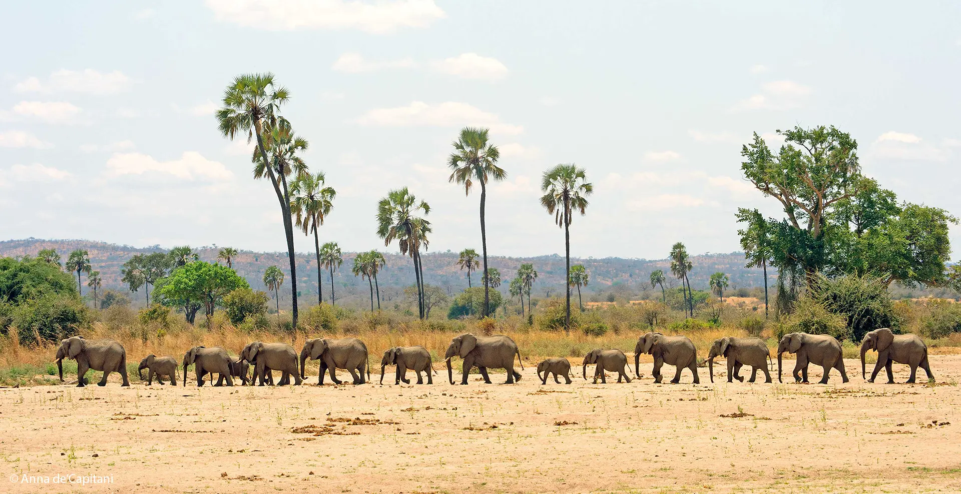 Ruaha National PArk