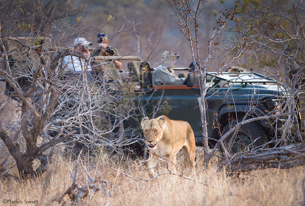 safari guides