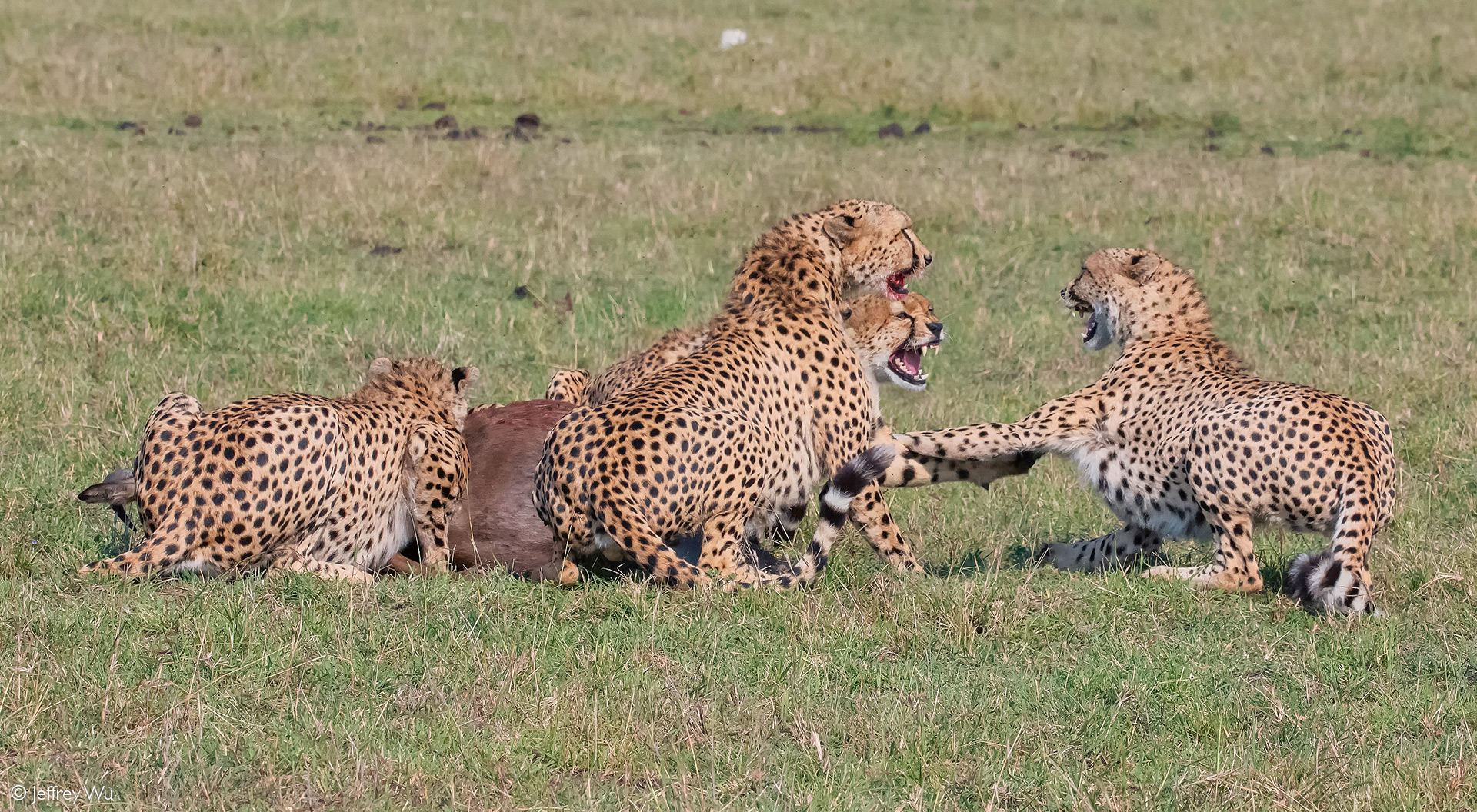 Cheetah