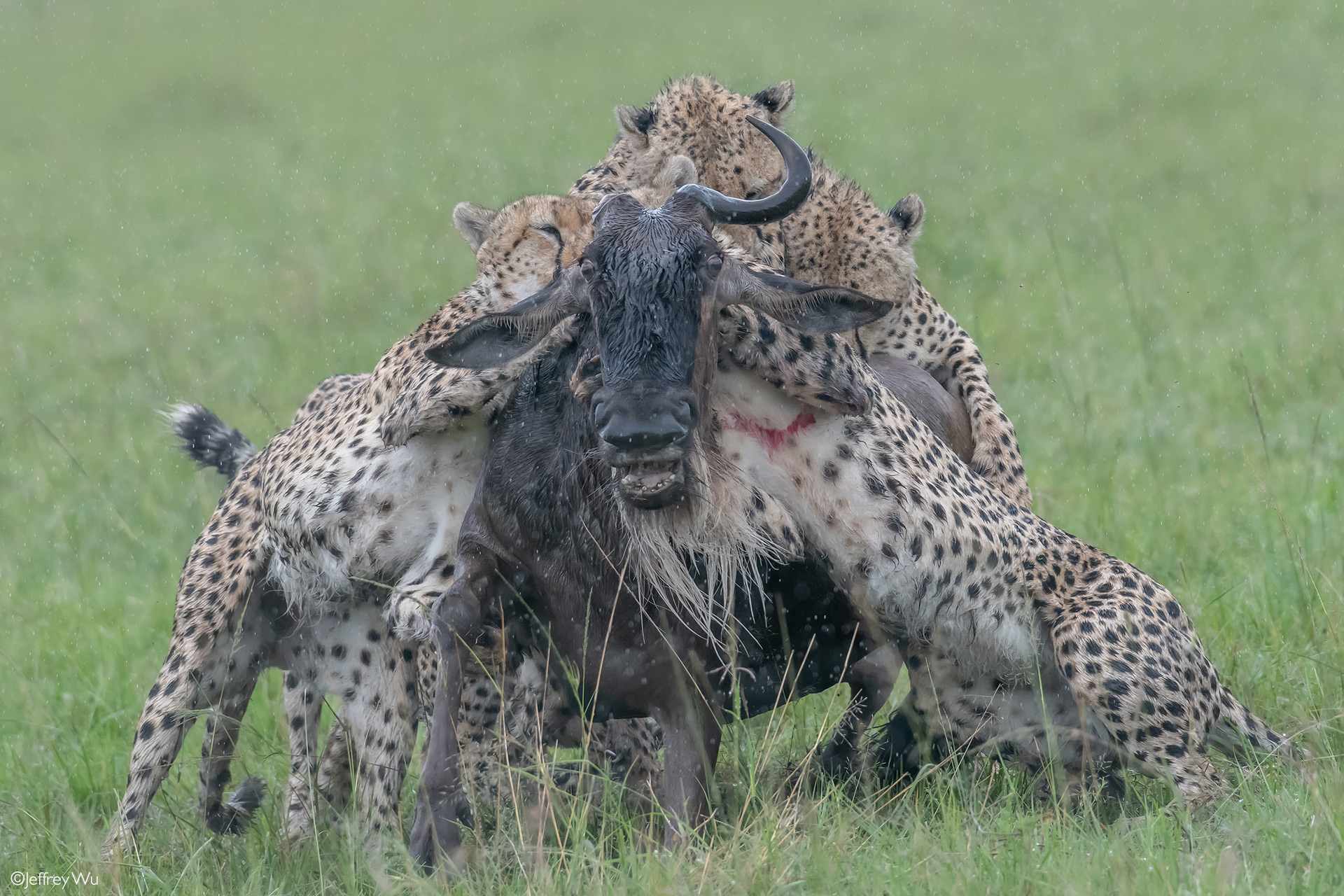 master of camouflage, One of the five cheetahs seen hunting…