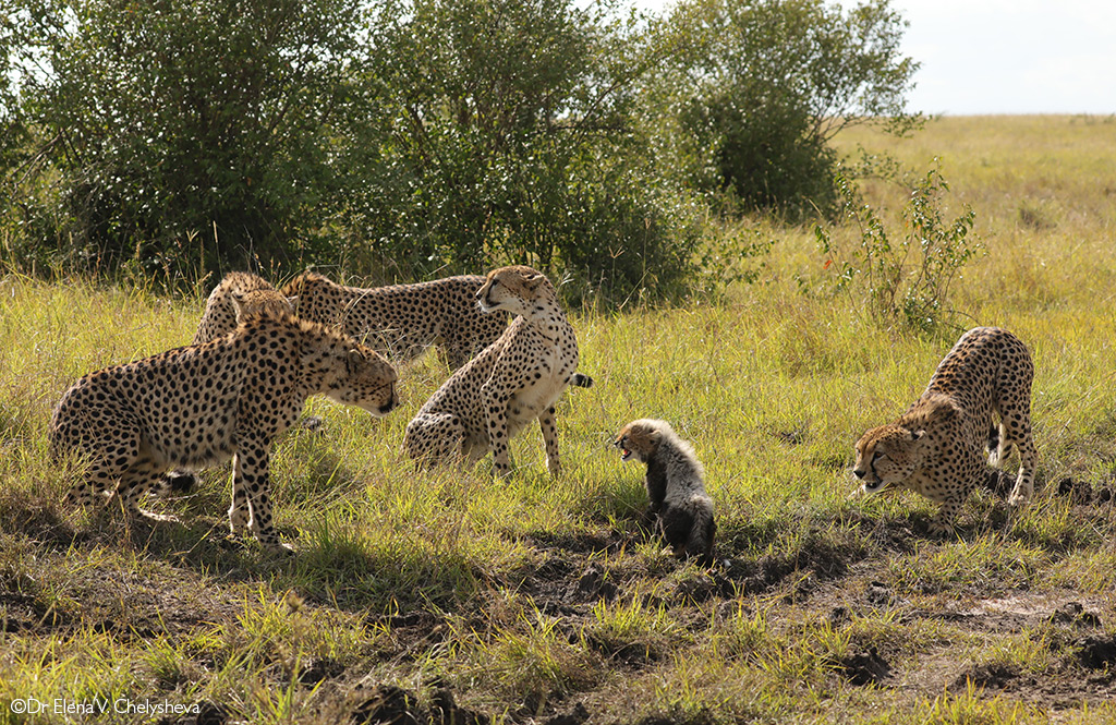 Cheetah