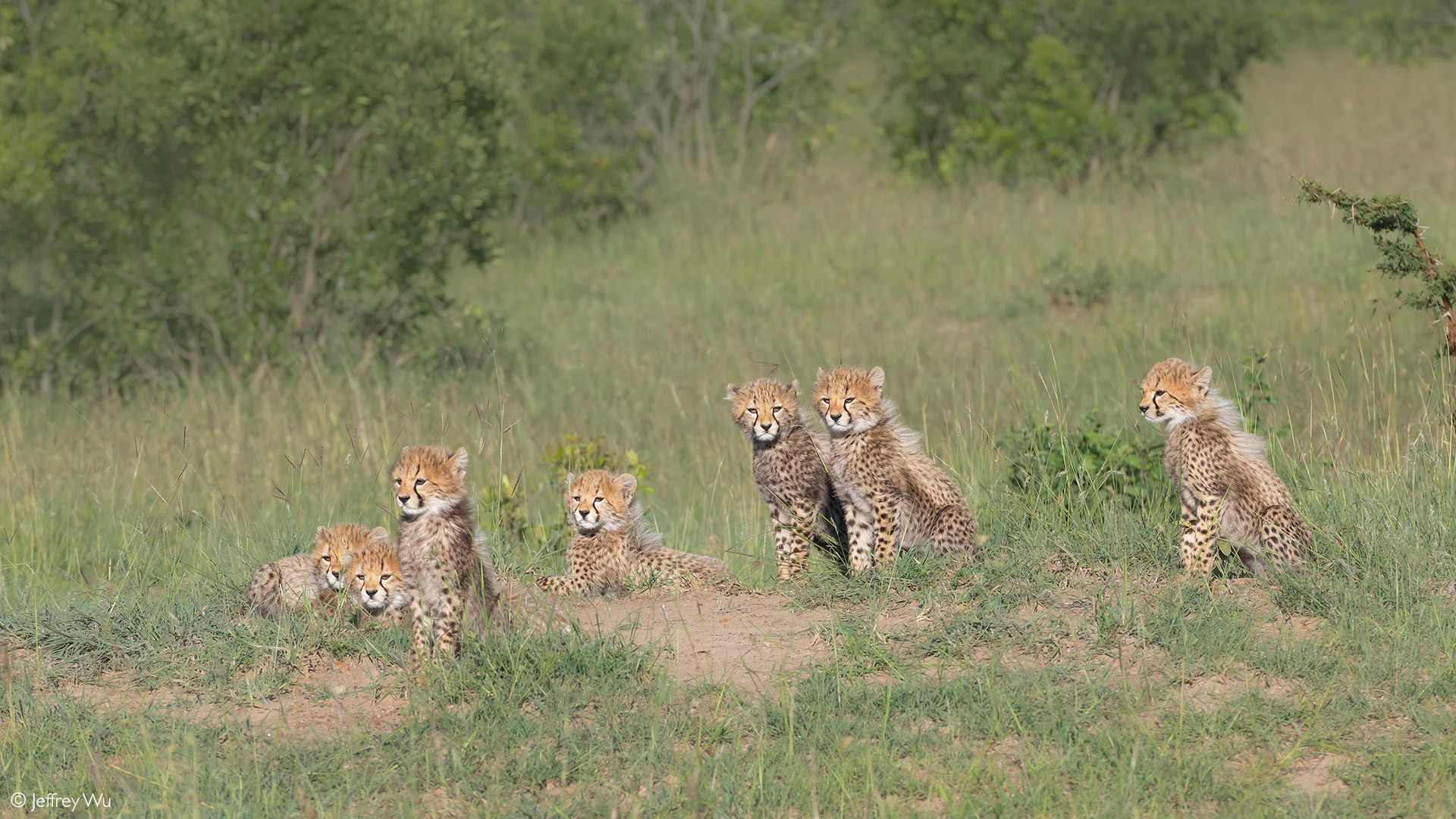 master of camouflage, One of the five cheetahs seen hunting…