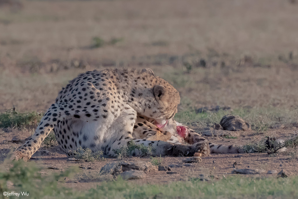 Cheetah