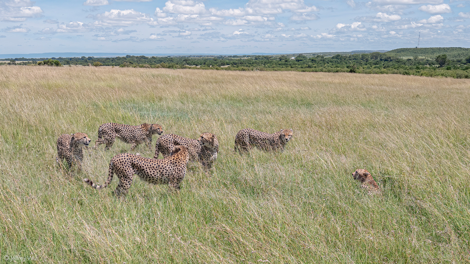 master of camouflage, One of the five cheetahs seen hunting…