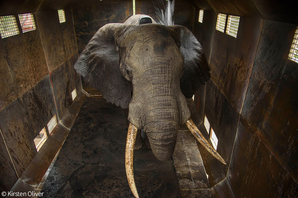 Giant Kenyan elephant killed by authorities on suspicion of