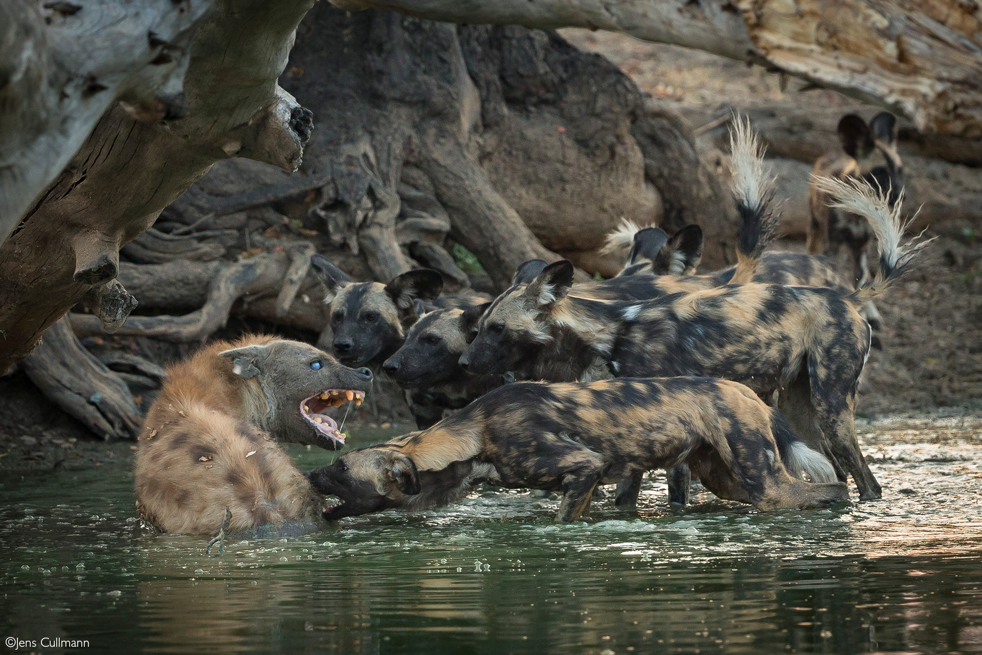 Mana Pools